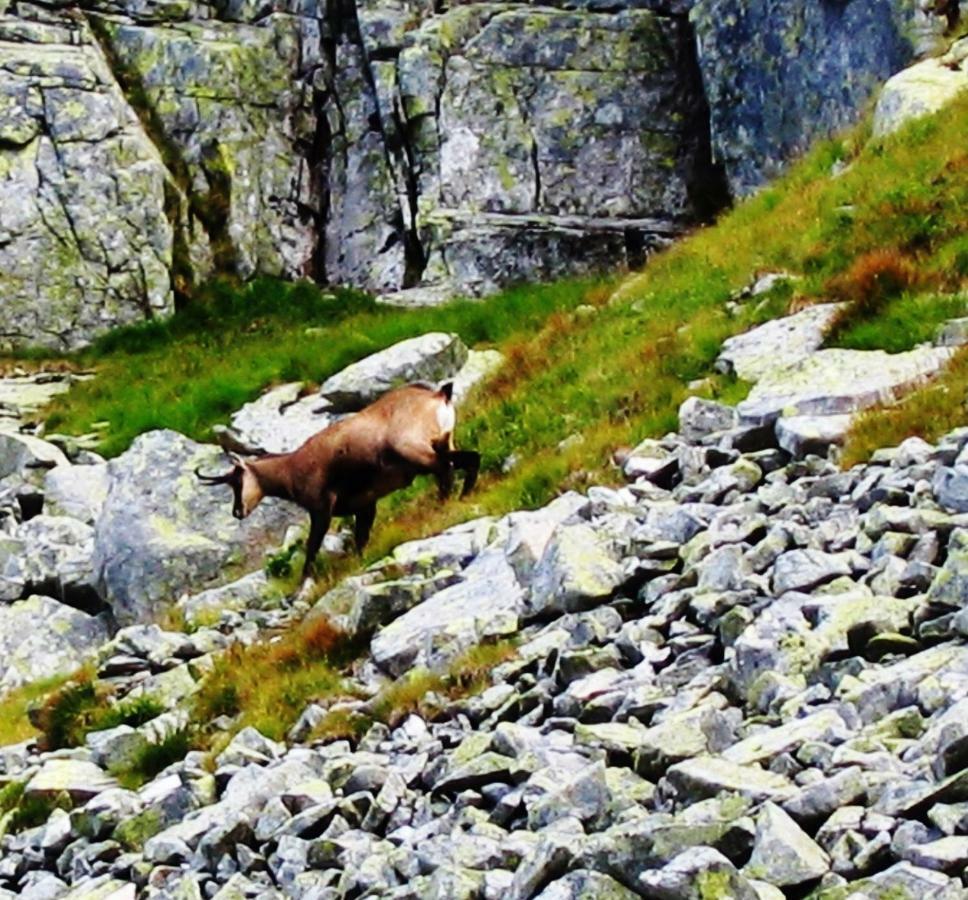 Penzion Alfa Tatry Stará Lesná Екстериор снимка